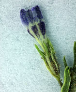 Image of <i>Navarretia capillaris</i>