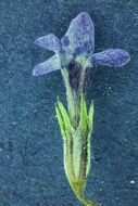 Image of <i>Navarretia capillaris</i>