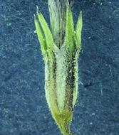 Image of <i>Navarretia capillaris</i>