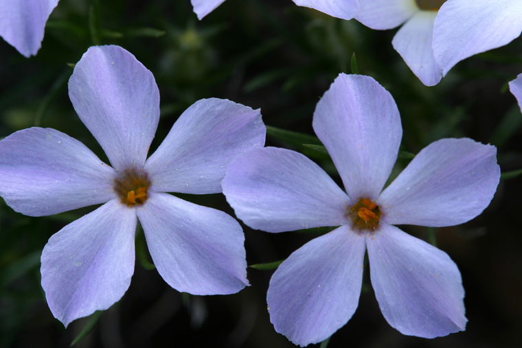 Imagem de Phlox diffusa Benth.