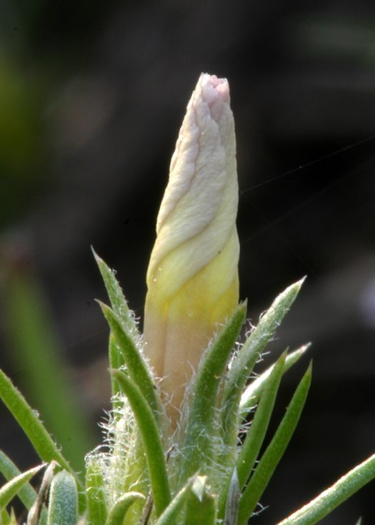 Imagem de Phlox diffusa Benth.