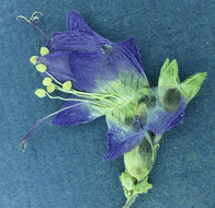 Image of western polemonium