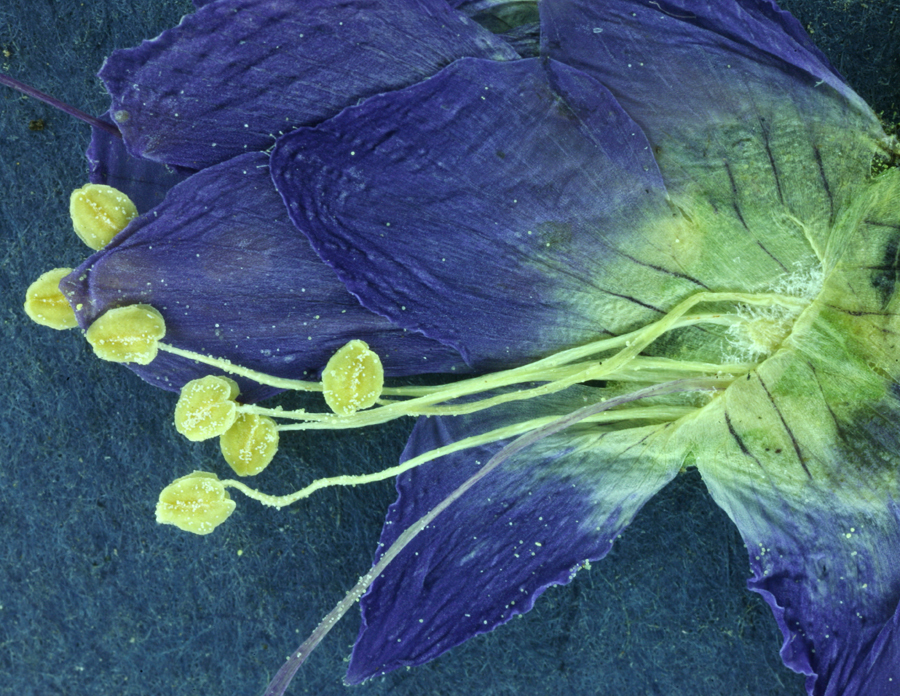 Image of western polemonium