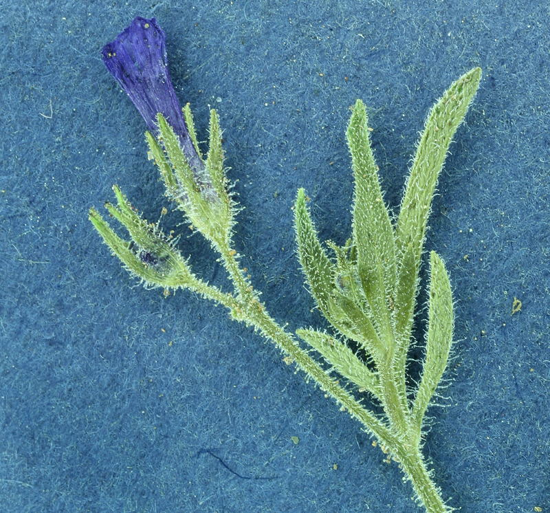 Image of dense false gilyflower
