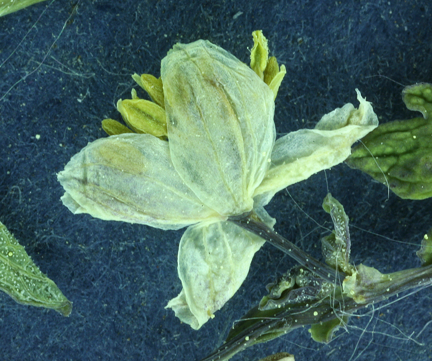 Image of Few-Flower Meadow-Rue