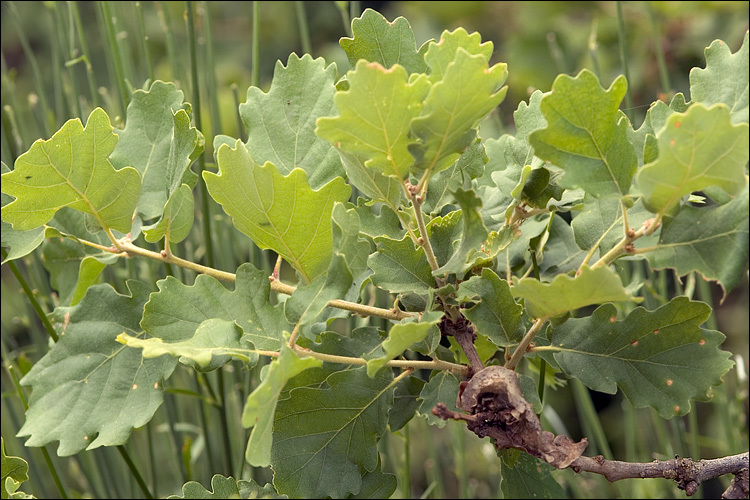 Image of Italian oak