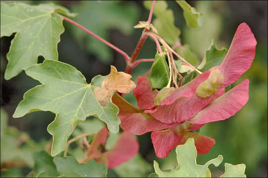 Image of Field Maple