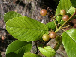 Image of Cascara buckthorn