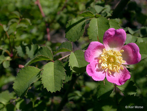 Image of dwarf rose