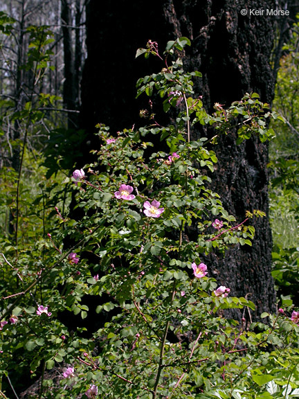 Слика од Rosa gymnocarpa Nutt. ex Torr. & Gray