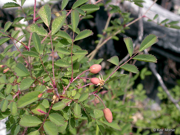 Слика од Rosa gymnocarpa Nutt. ex Torr. & Gray