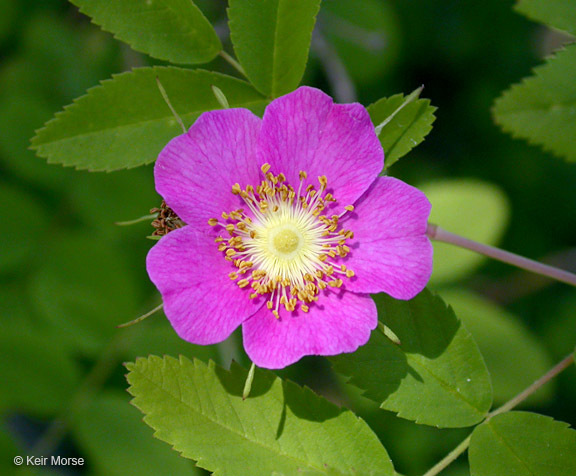 Image of cluster rose