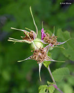 Image of cluster rose