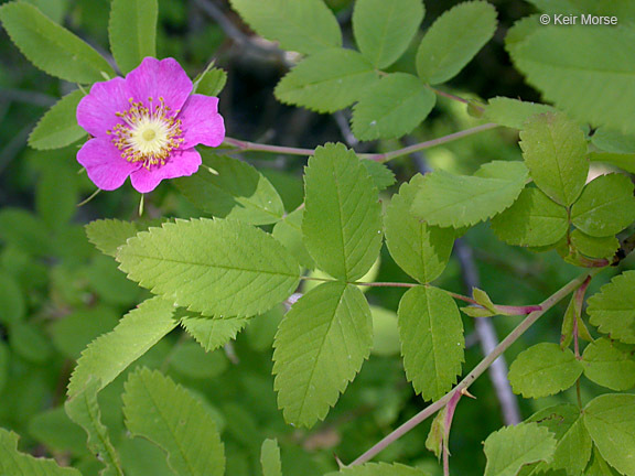 Image of cluster rose