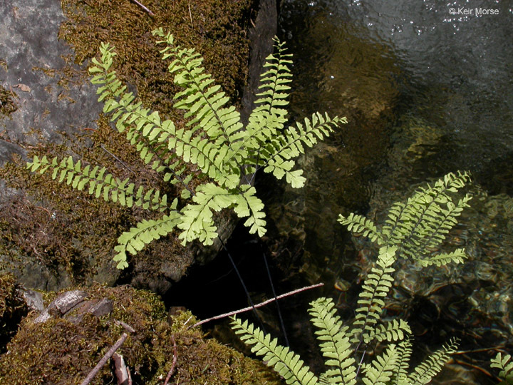 Image of Aleutian maidenhair