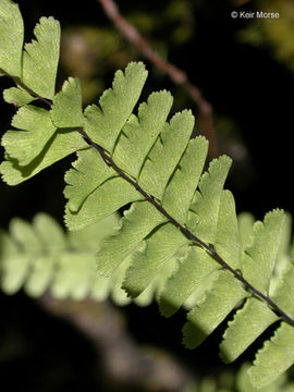 Imagem de Adiantum aleuticum (Rupr.) C. A. Paris