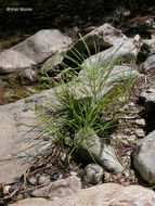 Image of field horsetail