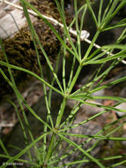 Image of field horsetail