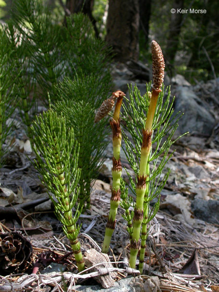 Image of giant horsetail