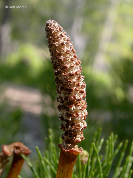 Image of giant horsetail