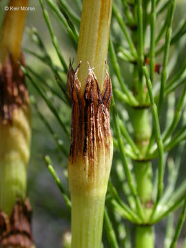 Image of giant horsetail