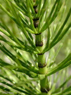 Image of giant horsetail