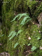 Image of licorice fern