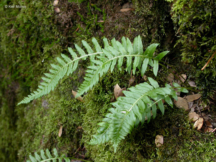 Image of licorice fern