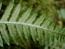 Image of licorice fern