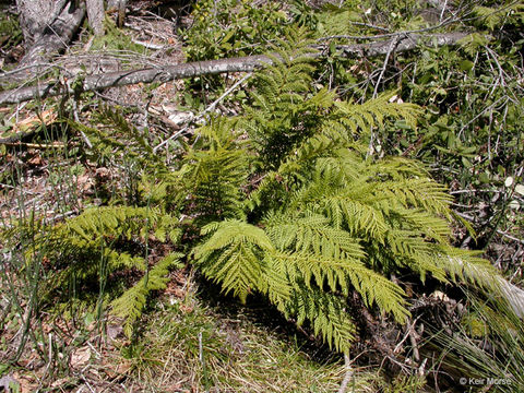 Image of giant chain fern