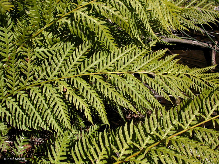 Image of giant chain fern