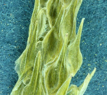 Image of bristly mousetail
