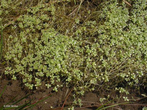 Image of Bolander's water-starwort