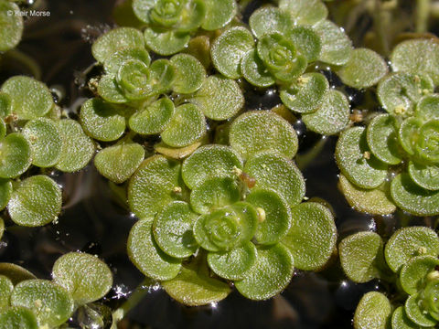 Image of Bolander's water-starwort