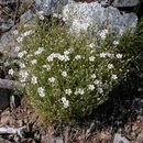 Plancia ëd Cerastium arvense subsp. strictum (L.) Gaudin