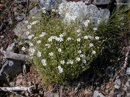 Слика од Cerastium arvense subsp. strictum (L.) Gaudin