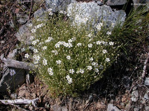 Imagem de Cerastium arvense subsp. strictum (L.) Gaudin