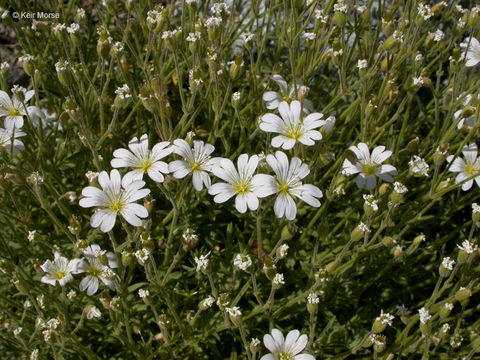 Imagem de Cerastium arvense subsp. strictum (L.) Gaudin