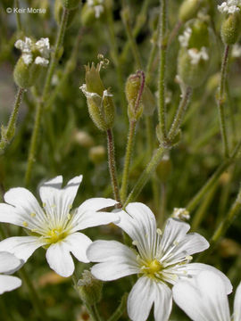 Imagem de Cerastium arvense subsp. strictum (L.) Gaudin