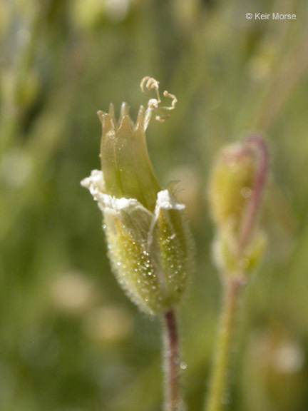 Plancia ëd Cerastium arvense subsp. strictum (L.) Gaudin