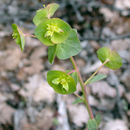 Sivun Euphorbia crenulata Engelm. kuva