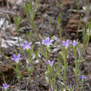 Image of Common Bluecup