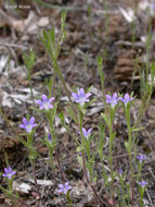 Image of Common Bluecup