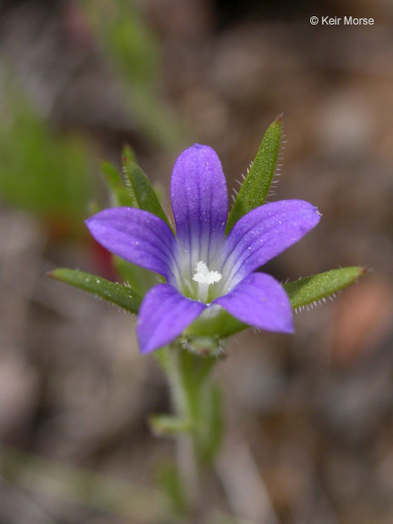 Image of Common Bluecup