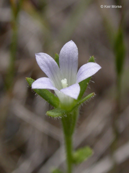 Image of Common Bluecup