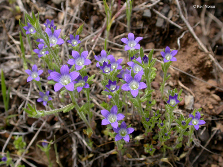 Image of Common Bluecup