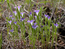 Image of Common Bluecup