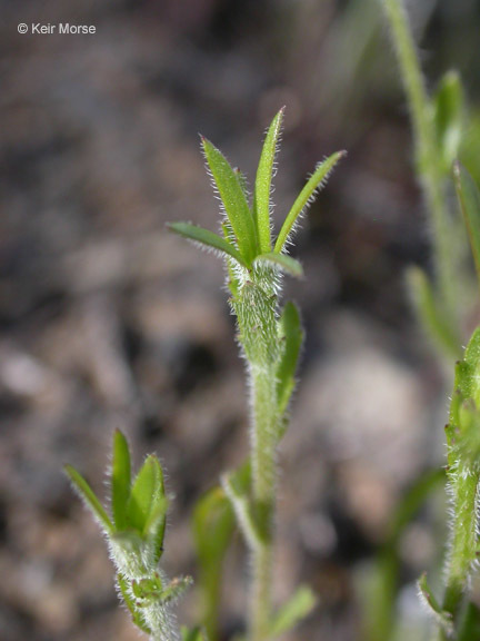 Image of Common Bluecup