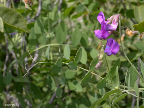 Lathyrus polyphyllus Torr. & A. Gray resmi