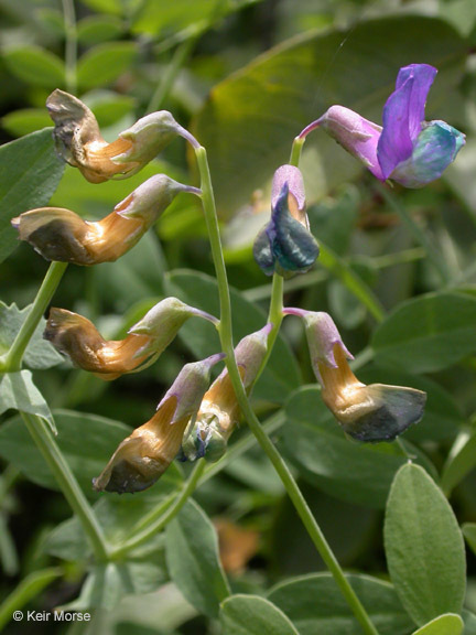 Imagem de Lathyrus polyphyllus Torr. & A. Gray